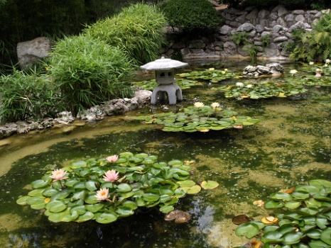 Lily Pond  Lily Pond